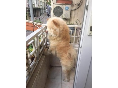 Maddi sıkıntılardan dolayı sahiplendirmek için çin aslanı