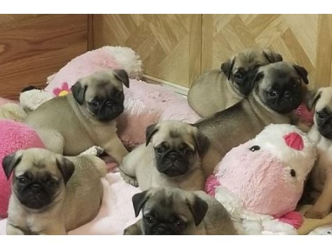 Pug kredi kartı geçerlidir