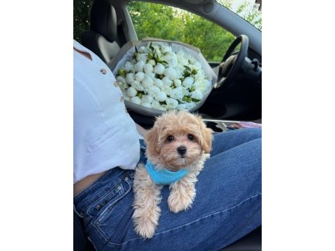Korean maltipoo