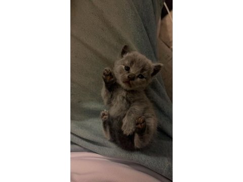 Safkan british shorthair yavrular