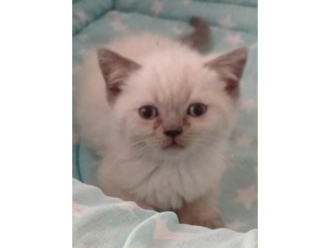 British shorthair yavrularımız yeni yuva arıyor