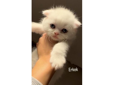 Son iki scottish fold kardeş yeni yuvalarını arıyor