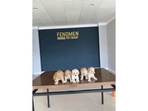 En güzel maltipoo yavrularımız safkan belgeli ankara
