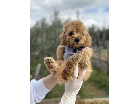 Brown toy poodle dişi