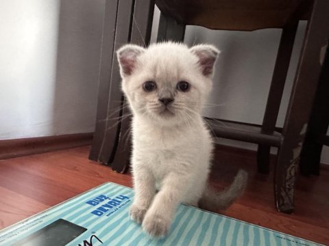 British shorthair blue point