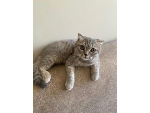 Scottish fold kedi 4 aylık