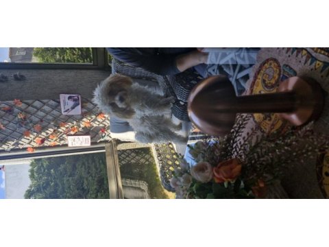 Erkek kısır bütün komutları yerine getirir uysal poodle