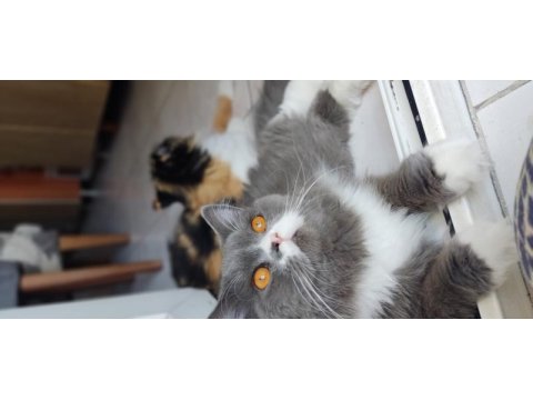 5 yaşındaki chinchilla oğluma sıcak bir yuva