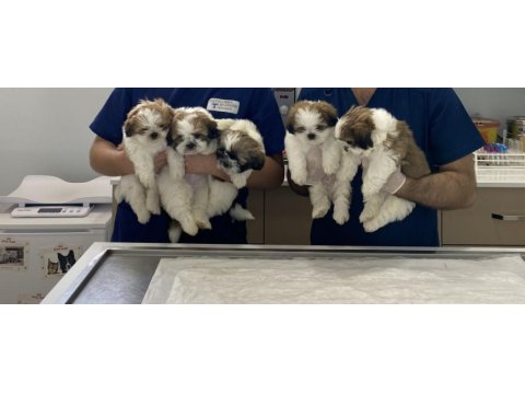 2 aylık erkek shih tzu bebekleri yarı fiyatına veriyoruz
