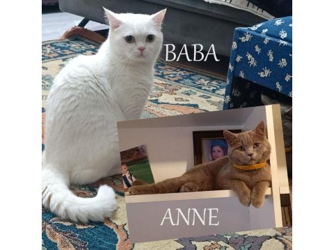 British longhair 1 yaşındaki kızıma eş arıyorum