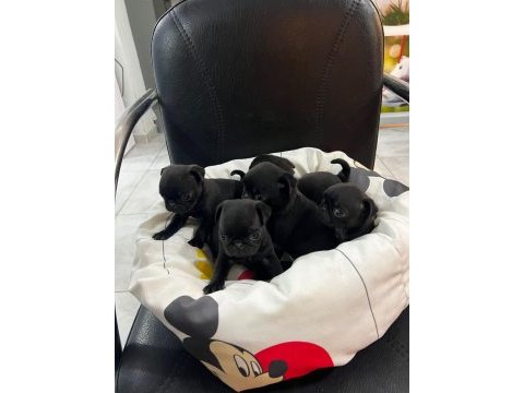 Her renk her çeşit pug yavrularımız