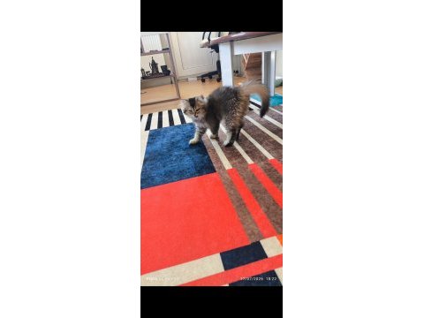 British longhair golden black