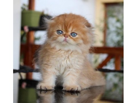 Safkan şecereli chocolate golden erkek scottish fold