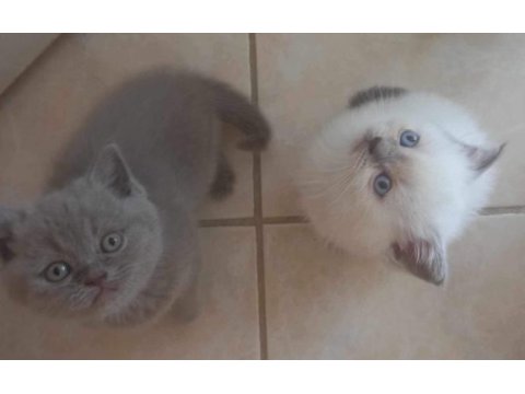 British short hair blue ve bluepoint yavrular
