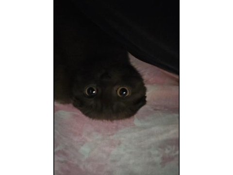 3 aylık scottish fold (kıvrık kulaklı) kahverengi