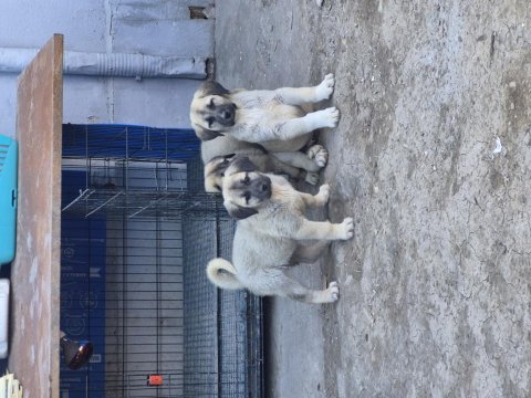Kangal yavruları