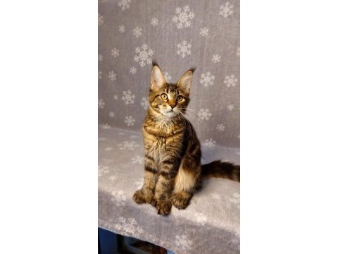 Ful secereli mainecoon unvanlı ebeveynlerden.