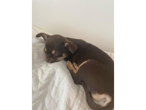 3 aylık yavru chihuahua