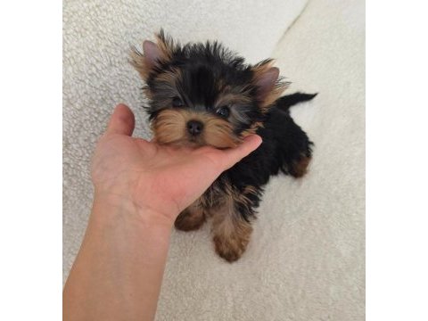 Şecere evraklı yorkshire terrier bebekler