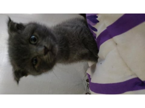 Russian blue erkek yavru