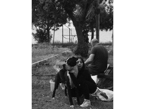Cane corso eş aranıyor