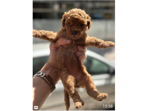 A kalite poodle bebekler