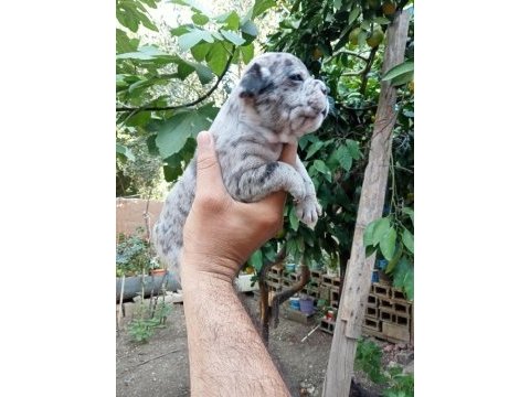Kaliteli french bulldog