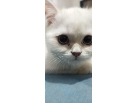 3 aylık british shorthair cinsi dişidir