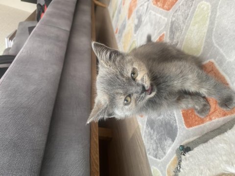 2 aylık british shorthair dişi yavrumuz