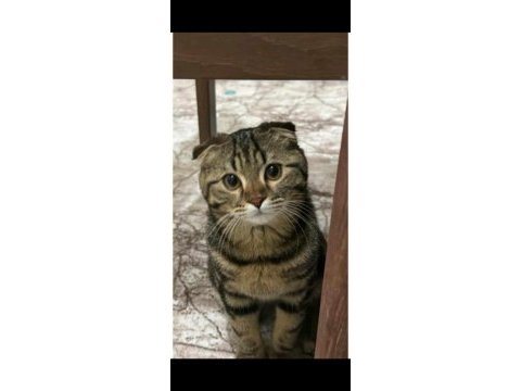 Scottish fold kedimize yeni yuva arıyoruz