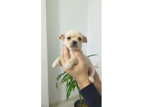 Orijinal şivava yavrular
