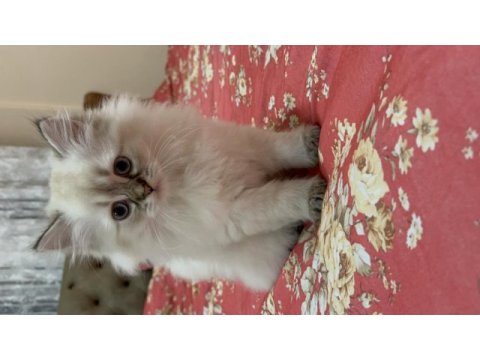 British longhair mavi gözlü dişi yavru
