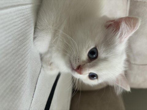 British shorthair yavrularımıza yuva arıyoruz