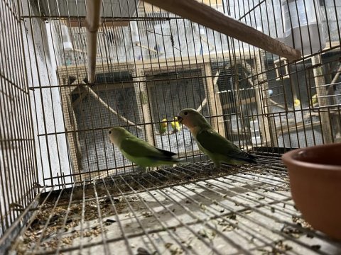Sevda ve cennet papağanı yavruları