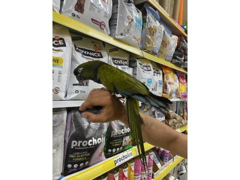 Evcil patagonya konur papağanı