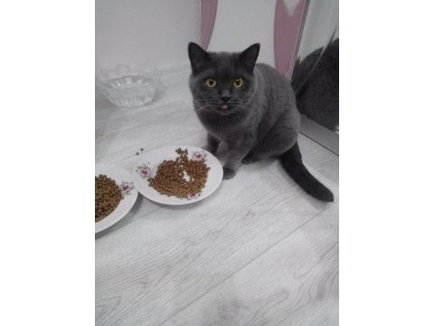 3 yaşında british kısır seven birine sahiplendireceğim