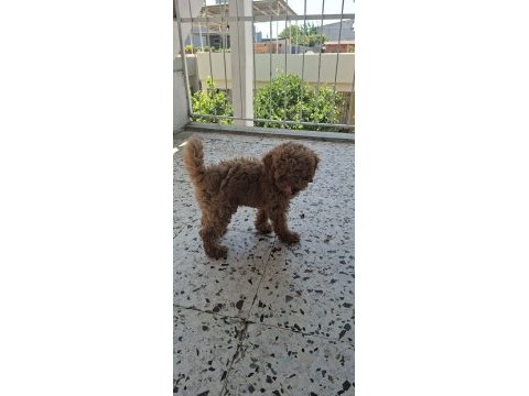 Toy poodle köpeği