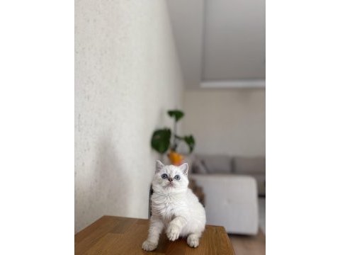 Brıtısh shorthair a kalite yavrularım 