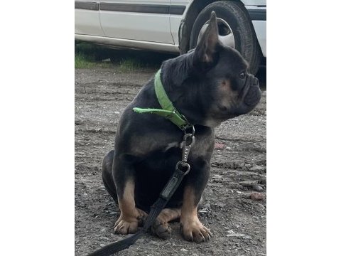Eğitimli bluetan egzotik kompakt french bulldog erkek