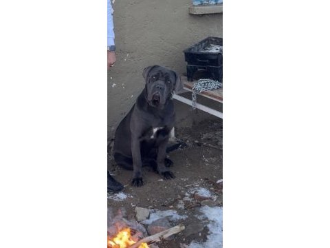 Koruma köpeği cane corso 10 aylık