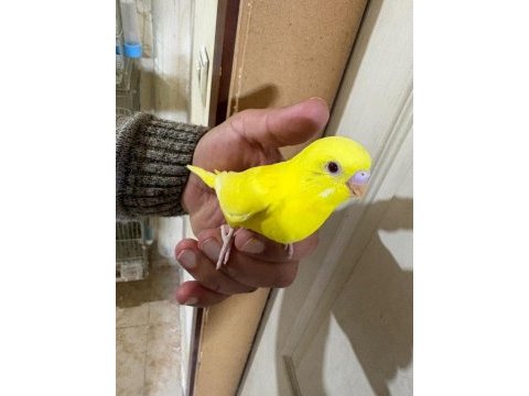 30 günlük lutino bebek muhabbet kuşu