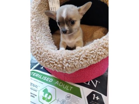 Chihuahua orjinal teacup bebekler