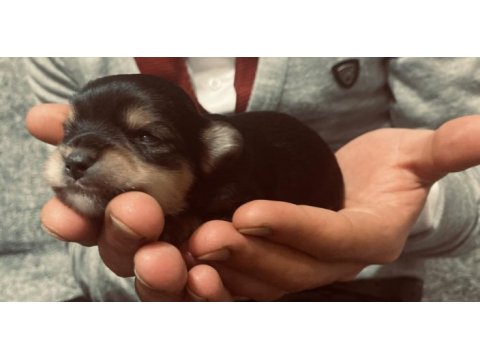 4 tane yorkshire terrier