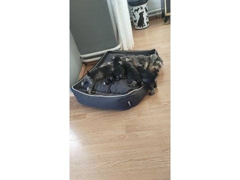 Schnauzer yavrular