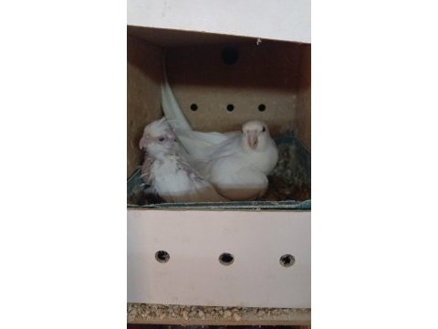 1 yaş erkek albino 1 yavru albino sultan papağanı