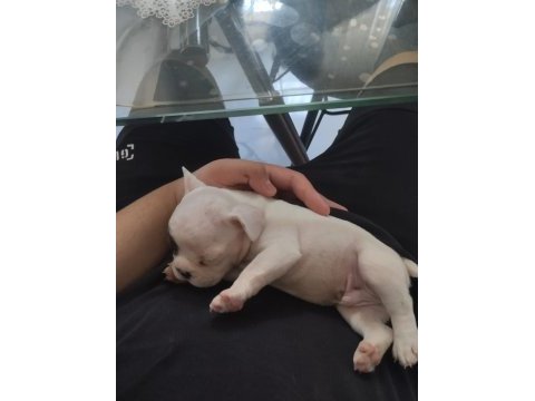 French bulldog
