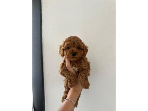 Irk garantili dişi ve erkek poodle yavrular