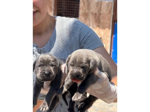 Cane corso köpekler