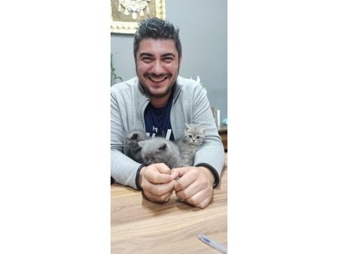 Kedimiz şirin anne oldu