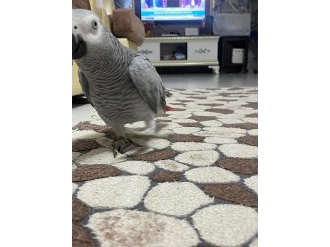 Mükemmel bakımlı erkek jako üst düzeyde konuşur